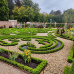 Buis – 16 plants, Ø9 cm, 20–25 cm de haut