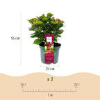 Hydrangea 'Magical Teusday & Saphire' (hydrangea) – red – 2 plants, Ø23 cm, 55 cm high