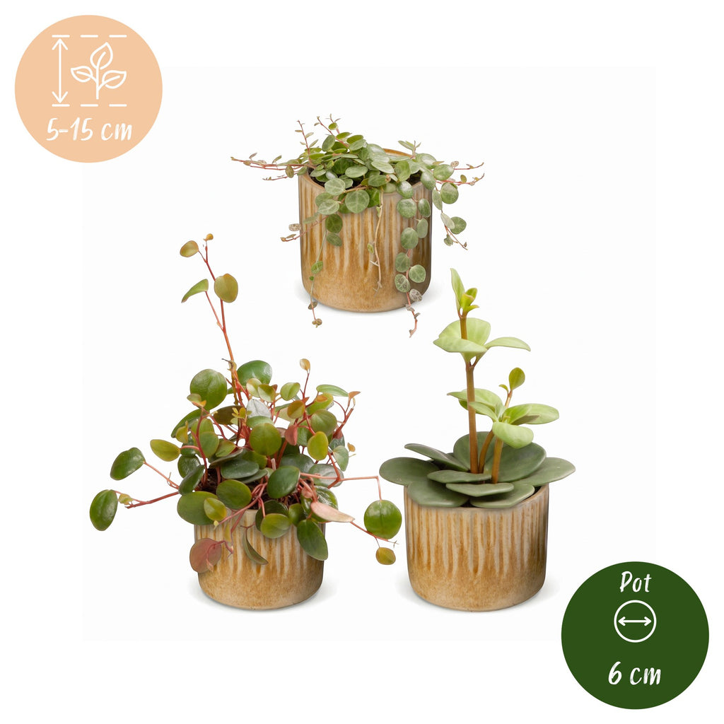 3× Baby Peperomia Mix incl. Linnea Honey – Ø6 cm, 5–15 cm hoog – foto 5