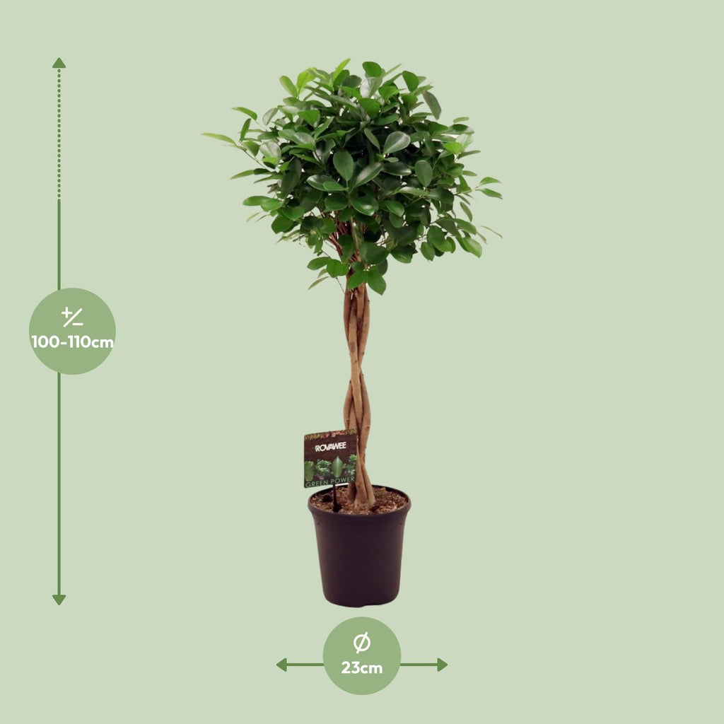 Ficus Micr. Moclame – Ø 23 cm, 100–110 cm hoch