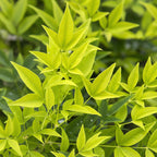 Nandina 'Lemon & Lime' (Himmlisches Bambus) – gelb – Ø17 cm, 45 cm hoch