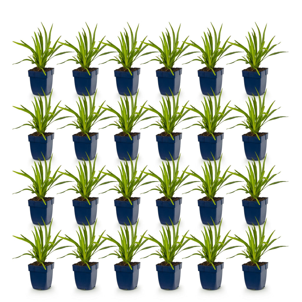 Liatris spicata alba (liatris) – blanc – 24 plantes, Ø11 cm, 15–25 cm de haut – photo 2