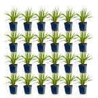 Liatris spicata alba (liatris) – blanc – 24 plantes, Ø11 cm, 15–25 cm de haut