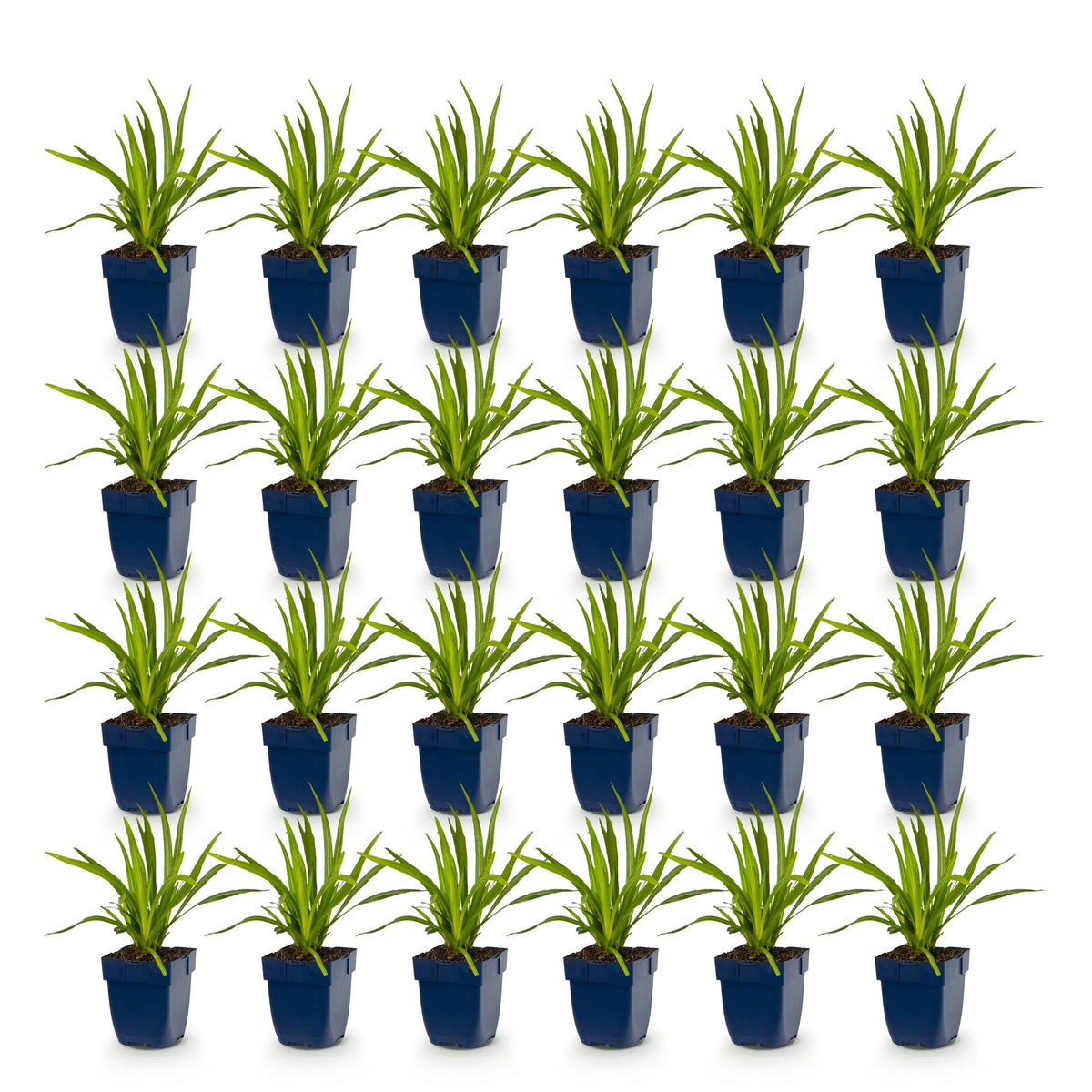 Liatris spicata alba (liatris) – blanc – 24 plantes, Ø11 cm, 15–25 cm de haut – photo 2