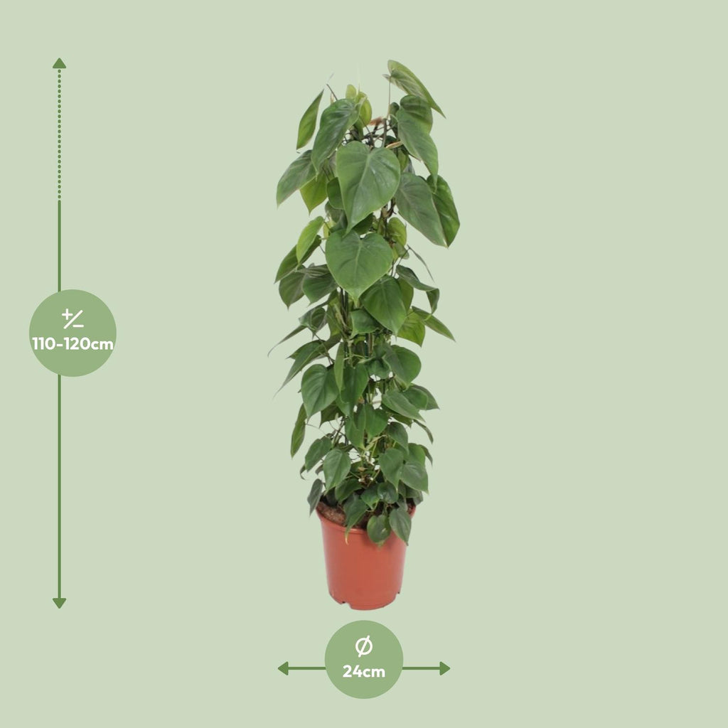 Philodendron scandens – Ø24 cm, 120 cm de haut – photo 2