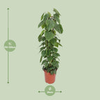 Philodendron scandens – Ø24 cm, 120 cm de haut