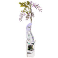 Wisteria sinensis 'Caroline' (purple rain) – Ø15 cm, 65 cm high