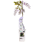 Wisteria sinensis 'Caroline' (purple rain) – Ø15 cm, 65 cm high