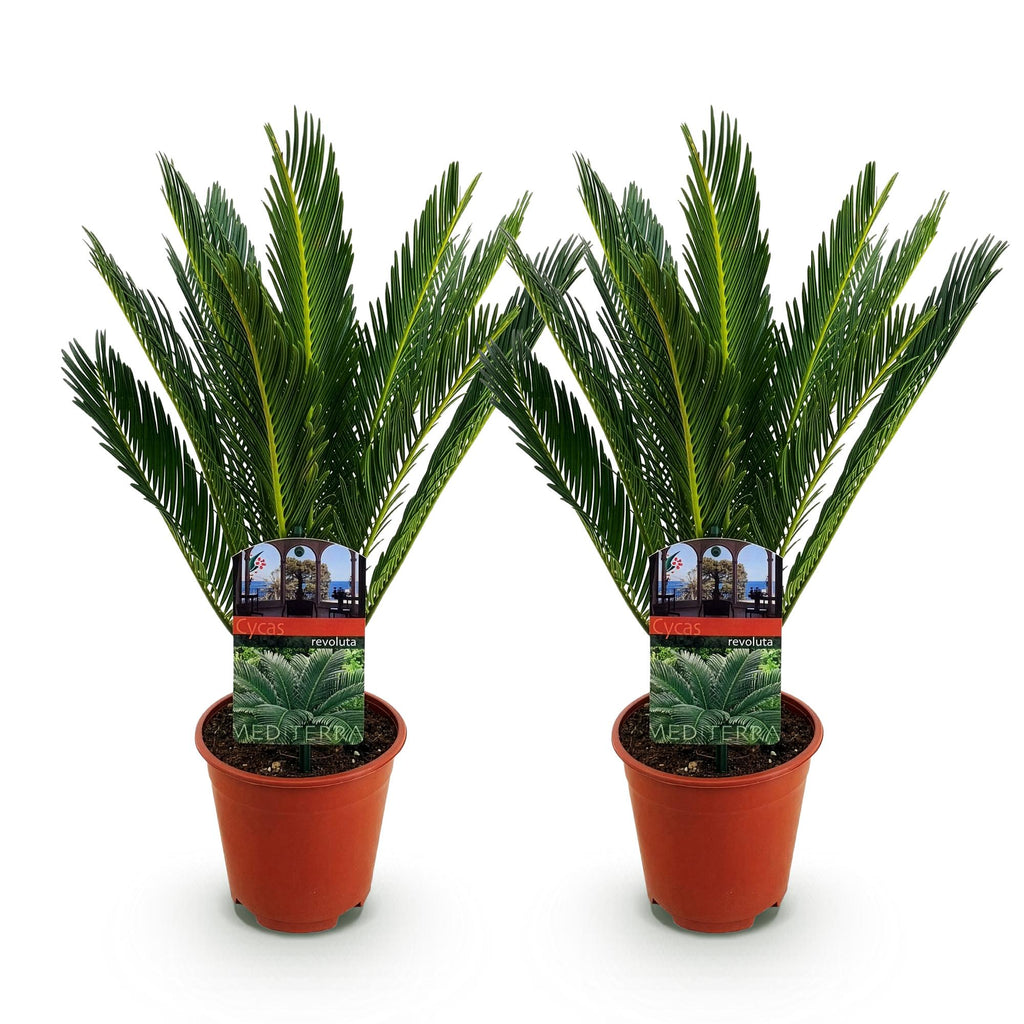 Cycas revoluta (cycas) – Ø15 cm, 45–55 cm de haut – art. 54718 – photo 2