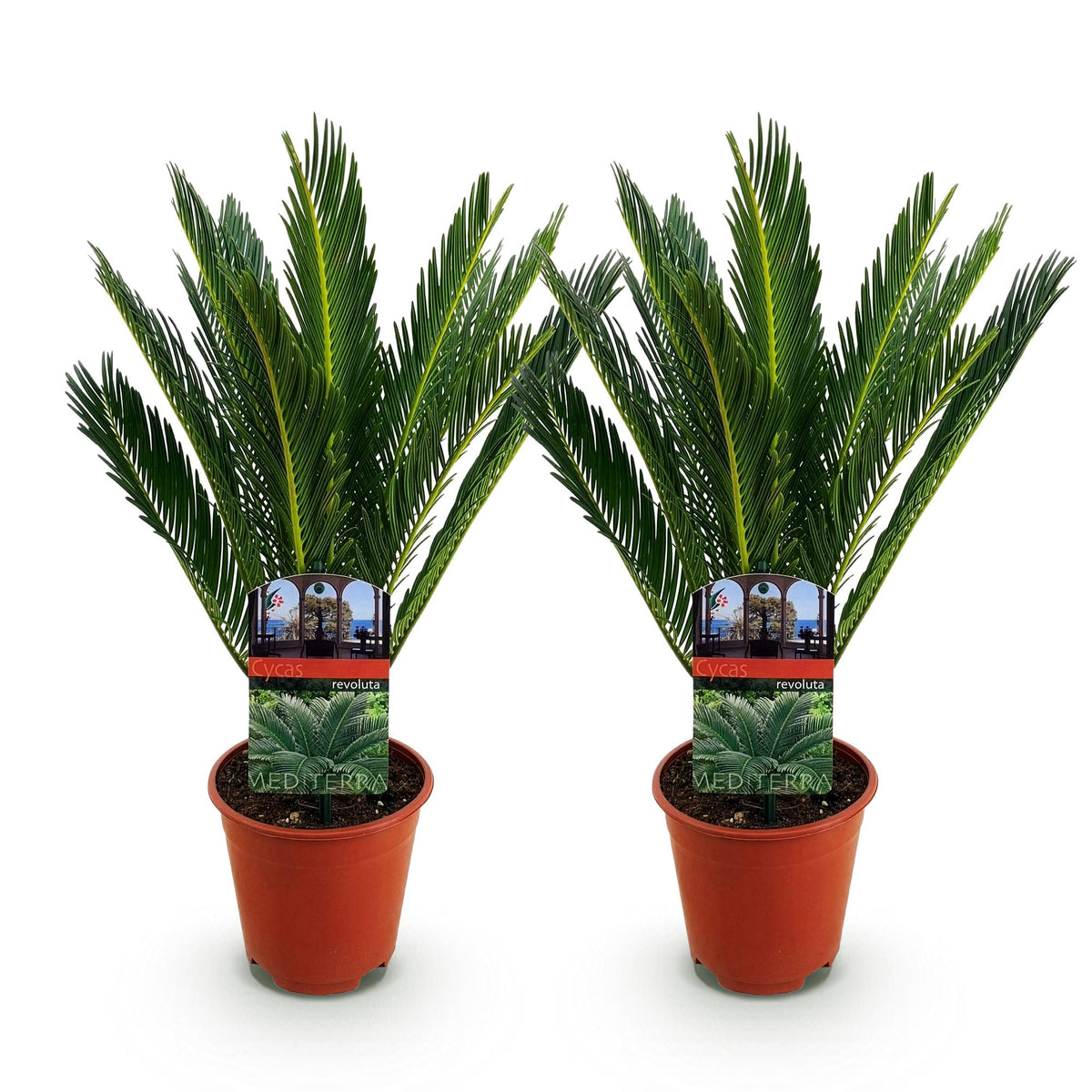 Cycas revoluta (cycas) – Ø15 cm, 45–55 cm de haut – art. 54718 – photo 2