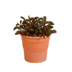 Peperomia graveolens in terracotta pot – Ø11 cm, 20 cm hoog