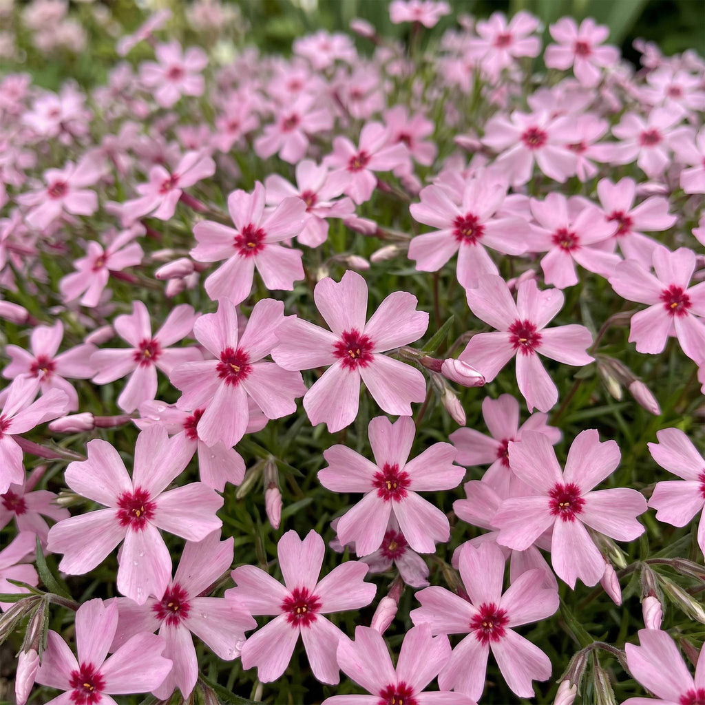 Phlox 'Rosette' (Leuchterblume) – rosa – Ø11 cm, 15–25 cm hoch – Bild 5