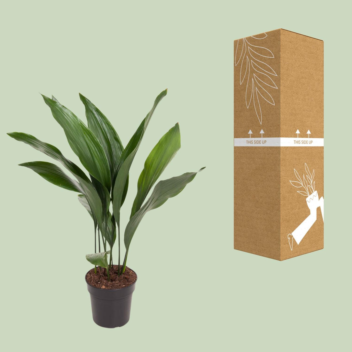 Aspidistra elatior (Gusseisenpflanze) – Ø 17 cm, 70 cm hoch – Bild 3
