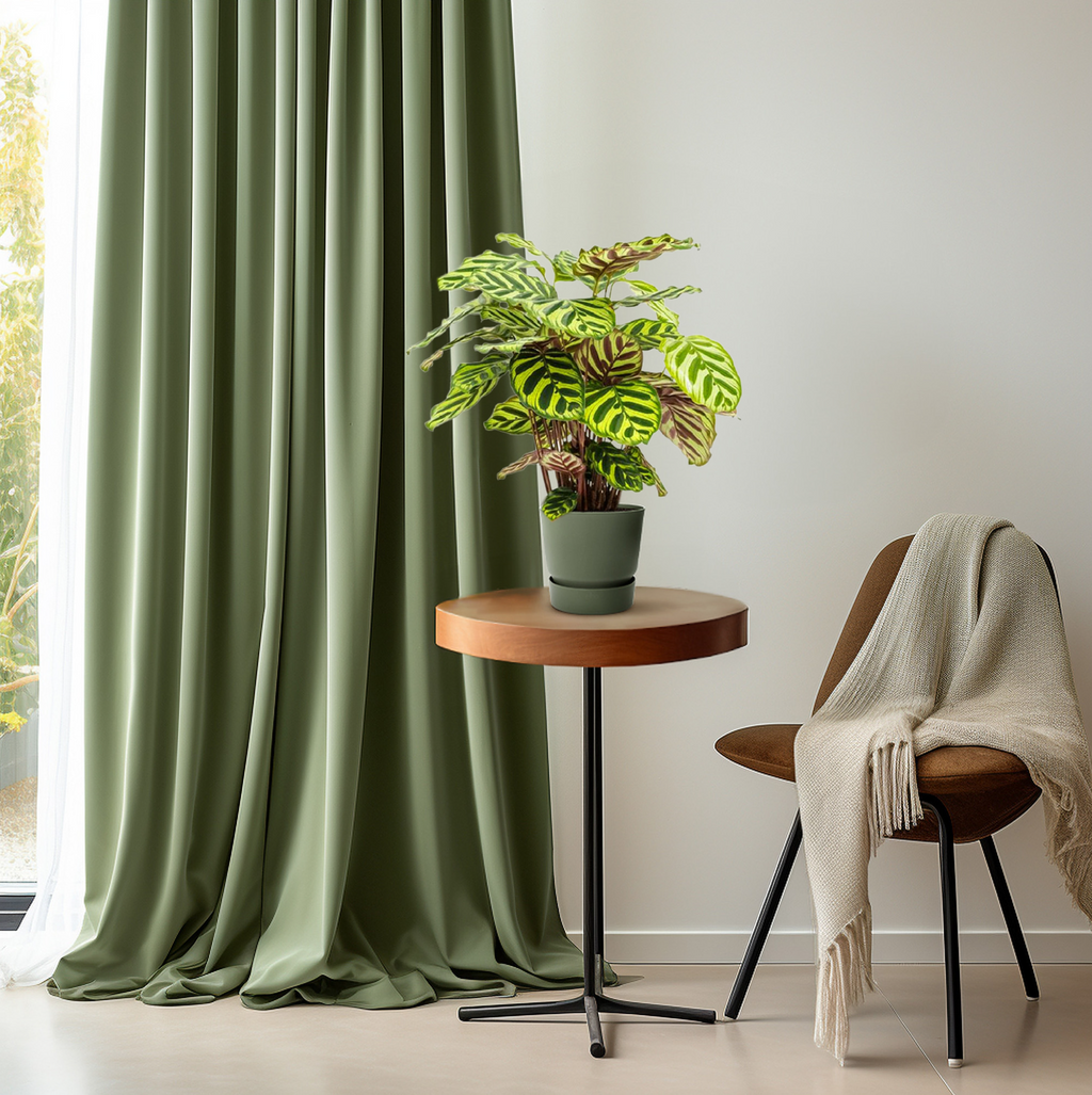 Calathea makoyana – Ø14 cm, 45 cm høj