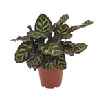 Calathea makoyana – Ø12 cm, 25 cm hoog