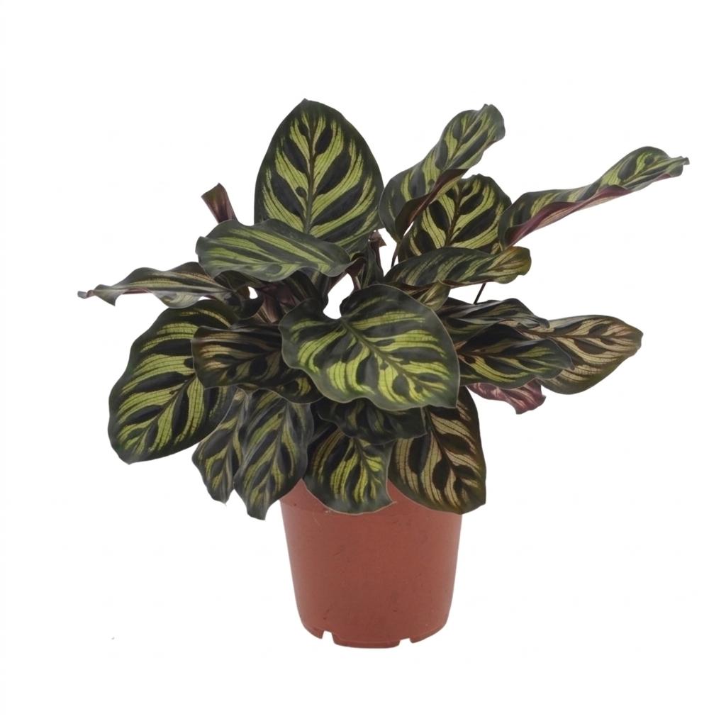 Calathea makoyana – Ø 12 cm, 25 cm hoch