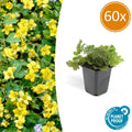 Waldsteinia ternata – 60 Pflanzen, Ø9 cm, 10–25 cm hoch