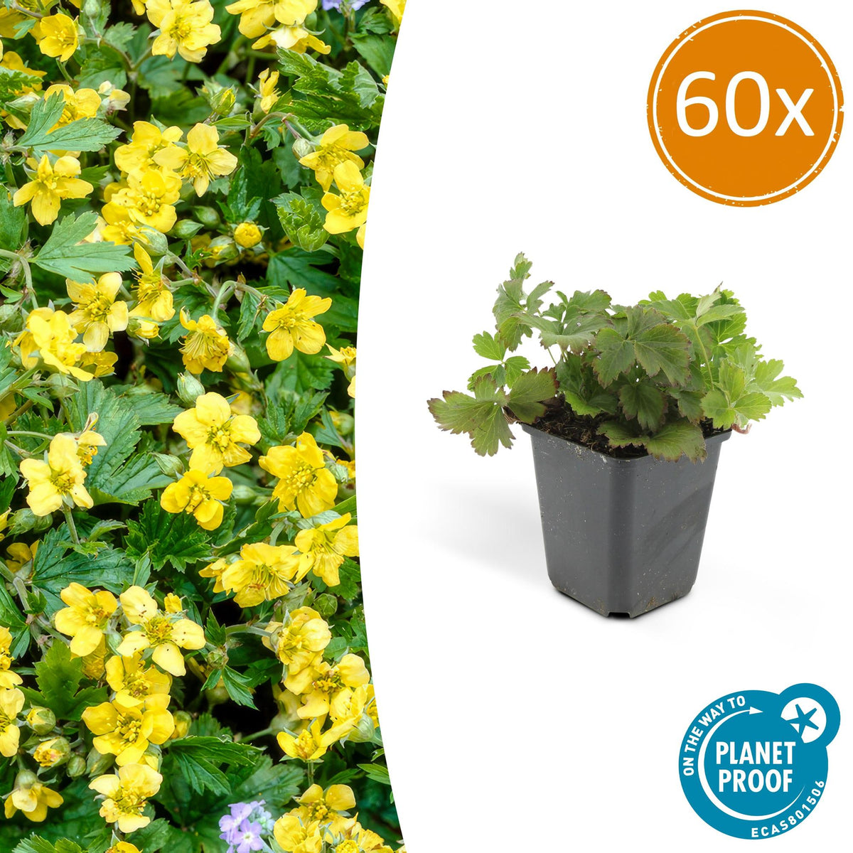 Waldsteinia ternata – 60 Pflanzen, Ø9 cm, 10–25 cm hoch
