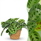Maranta Fascinator Kerchoveana (bedejaguar) med kurv – Ø12 cm, 25 cm høj
