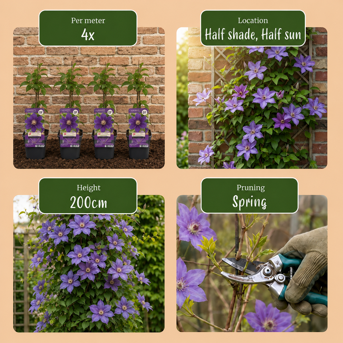 Clematis 'Justa' (bosrank) – blauw – 4 planten, Ø9 cm, 35 cm hoog