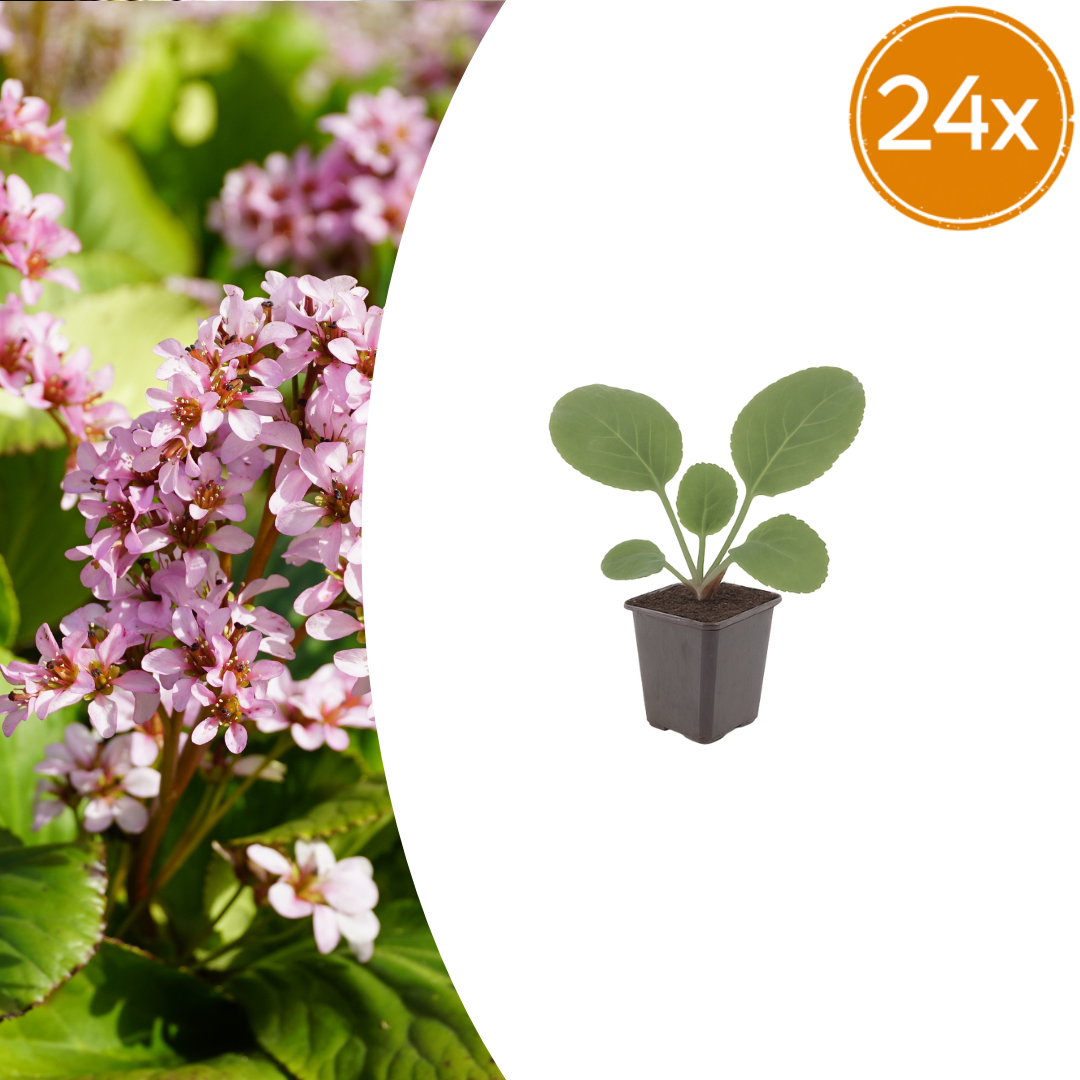Bergenia cordifolia (schoenlappersplant) – 24 planten, Ø9 cm, 10–25 cm hoog