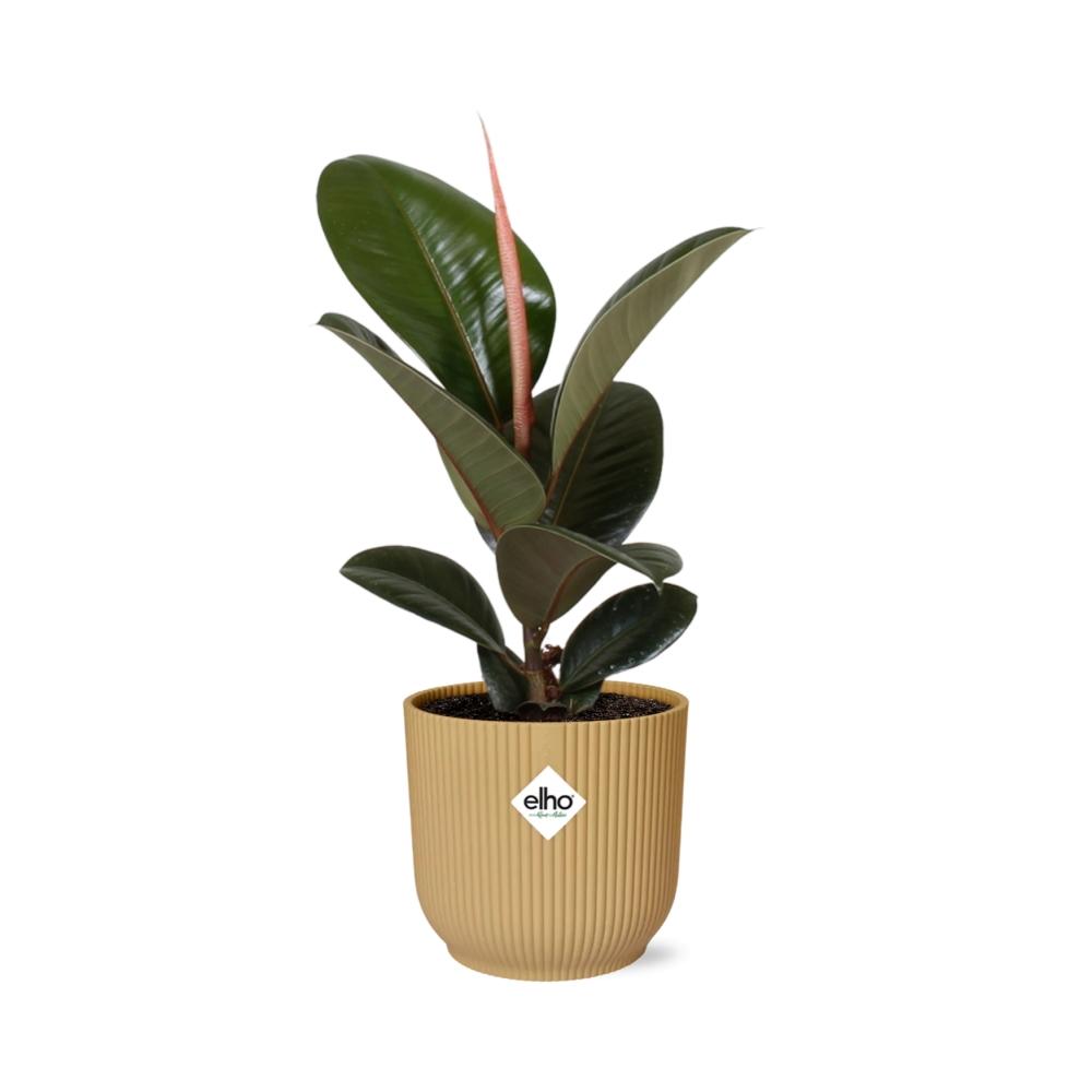 Ficus elastica ‘Robusta’ in ELHO Vibes Fold 14cm geel (rubberplant) – 35 cm hoog