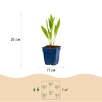Echinacea paradoxa (échinacée paradoxe) – jaune – 12 plantes, Ø11 cm, 15–25 cm de haut