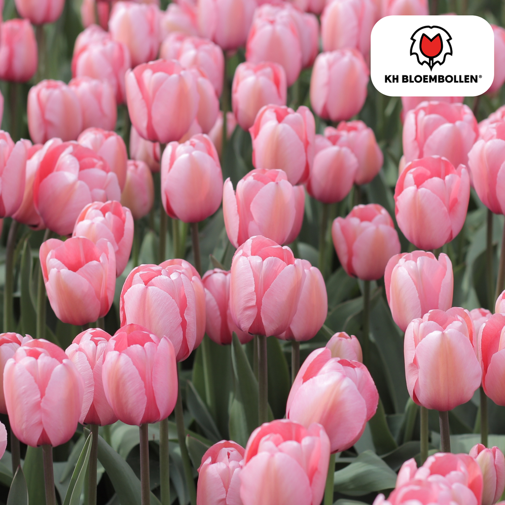 Tulpe 'Apricot Delight' – 20 Blumenzwiebeln (Zwiebelgröße 11/12)