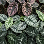 3× Baby Alocasia Tricolour (elephant ear) incl. Linnea Misty Blue – Ø6 cm, 12 cm high