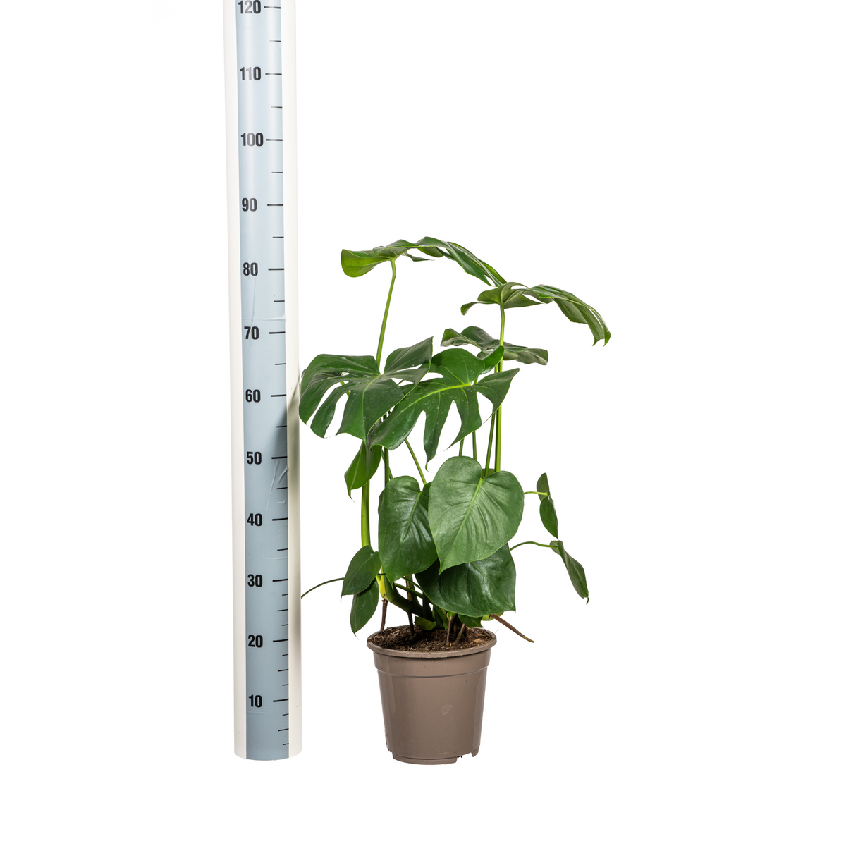 Monstera deliciosa Tauerii (gatenplant) – Ø21 cm, 70–90 cm hoog