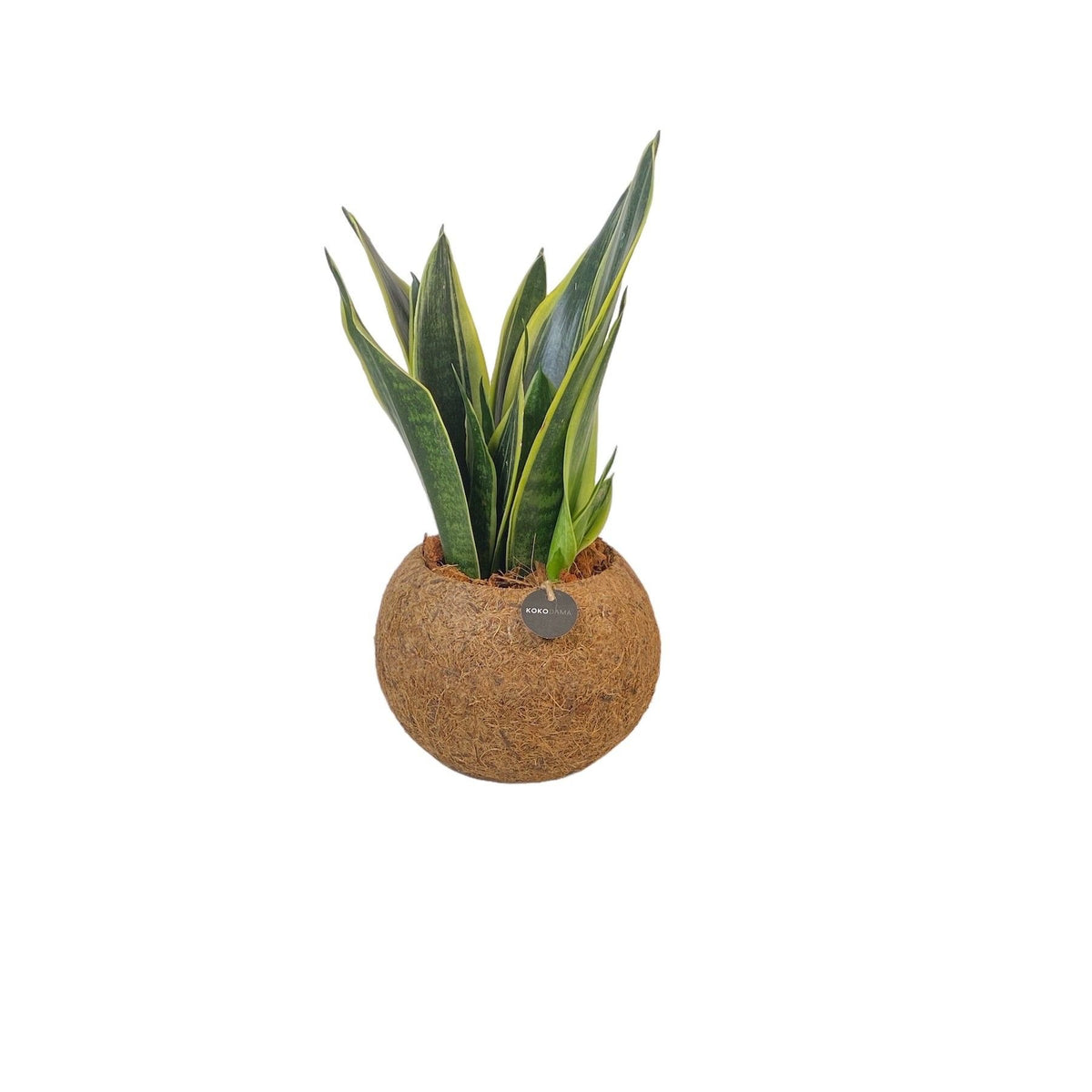 Sansevieria superba (Bogenhanf) als Kokodama (Ball aus Kokosfasern) – Ø 15 cm, 30 cm hoch