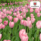 Tulpe 'Apricot Delight' – 20 Blumenzwiebeln (Zwiebelgröße 11/12)