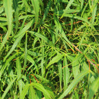 Acer palmatum 'Koto-no-ito' (Japanse esdoorn) – Ø19 cm, 70 cm hoog