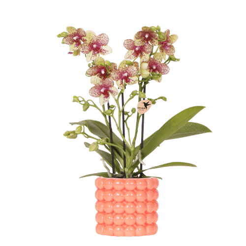 Phalaenopsis 'Grosetto' orange (orchid) in orange Poppy decorative pot – Ø9 cm