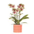 Phalaenopsis 'Grosetto' orange (orchid) in orange Poppy decorative pot – Ø9 cm