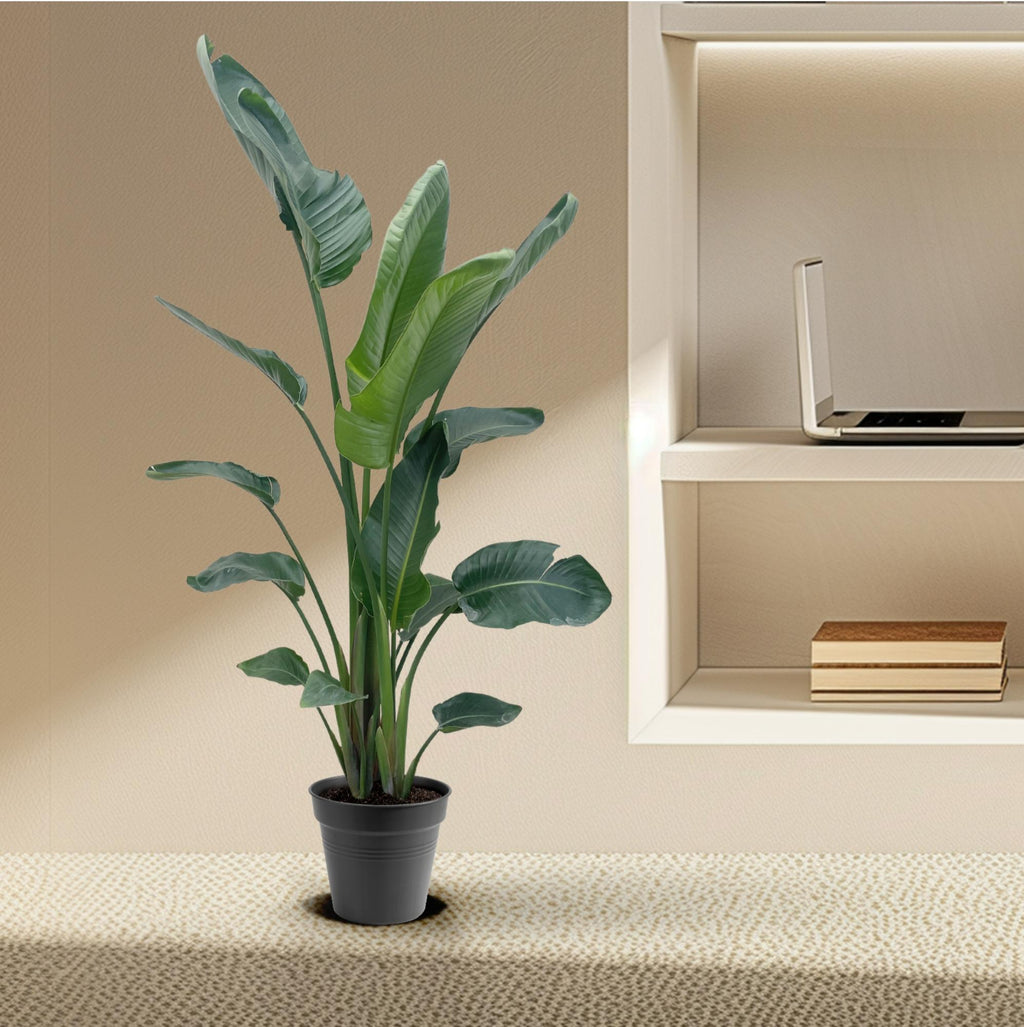 Strelitzia nicolai XXL (witte paradijsvogelbloem) – Ø34 cm, 225 cm hoog
