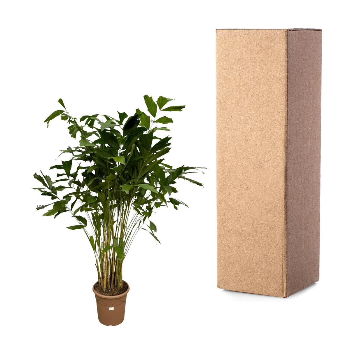 Caryota Mitis (palmier queue-de-renard) – Ø32 cm, 250 cm de haut