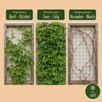 Parthenocissus quinquefolia 'Engelmannii' (Gewöhnlicher Wein) – gelb – 6 Pflanzen, Ø9 cm, 35 cm hoch
