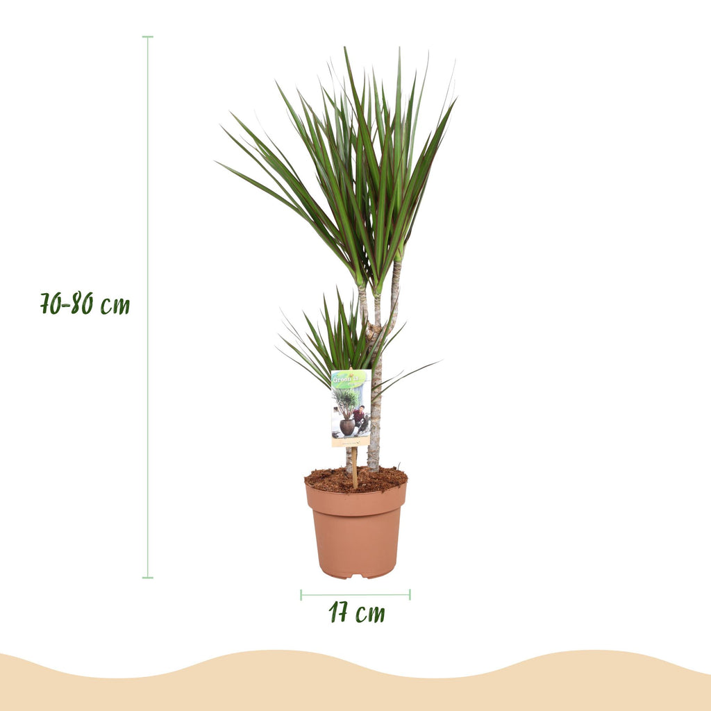 Dracaena marginata (dragebreg) – Ø17 cm, 70–80 cm høj