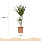 Dracaena marginata (dragebreg) – Ø17 cm, 70–80 cm høj