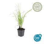 Calamagrostis acut. 'Karl Foerster' (stipe) – 24 plants, Ø9 cm, 10–25 cm de haut