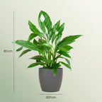 Spathiphyllum (lepelplant) in Potter-sierpot grijs – Ø21 cm, 80 cm hoog