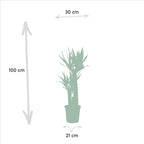 Dracaena (dragehir) – Ø21 cm – yucca