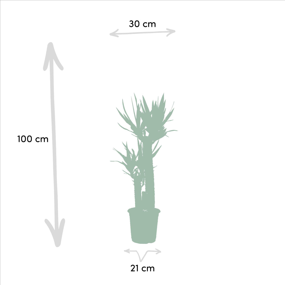 Dracaena (Drachenbaum) – Ø 21 cm – Yucca