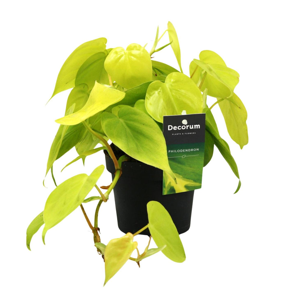 Philodendron Lime – Ø12 cm, 20 cm hoog