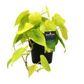 Philodendron Lime – Ø12 cm, 20 cm hoog