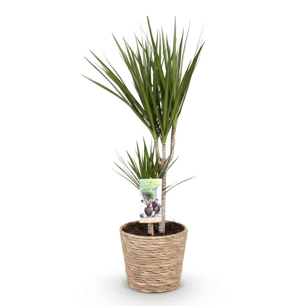 Dracaena marginata (arbre dragonnier) avec panier – Ø17 cm, 70–80 cm de haut