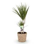 Dracaena marginata (arbre dragonnier) avec panier – Ø17 cm, 70–80 cm de haut