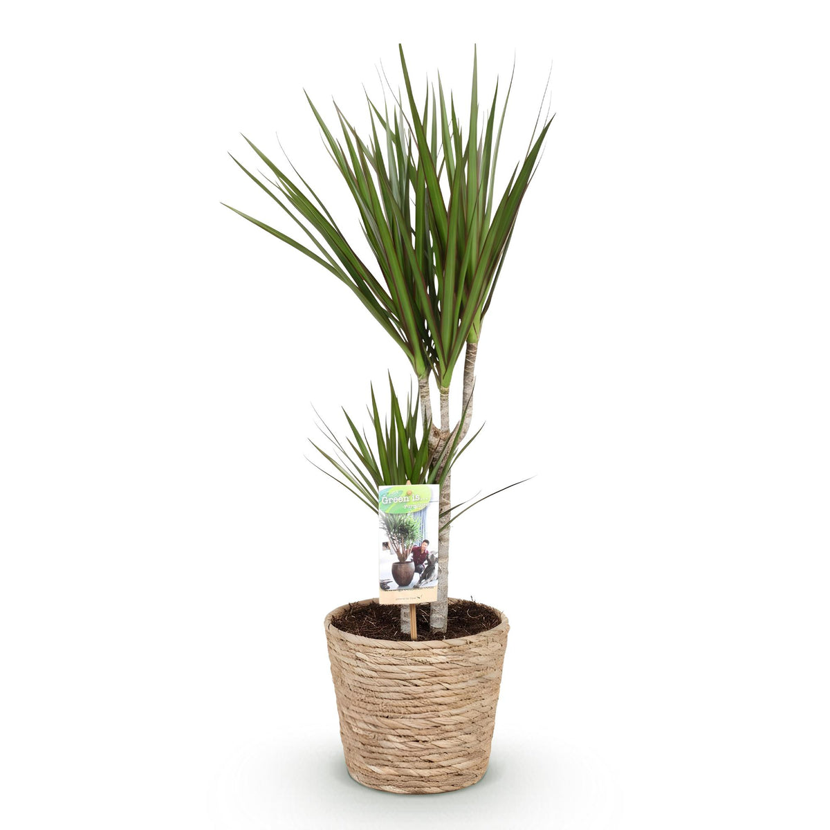 Dracaena marginata (Drachenbaum) mit Korb – Ø 17 cm, 70–80 cm hoch