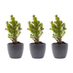 Mini-kerstboompjes in boule antraciet pot – Ø7 cm